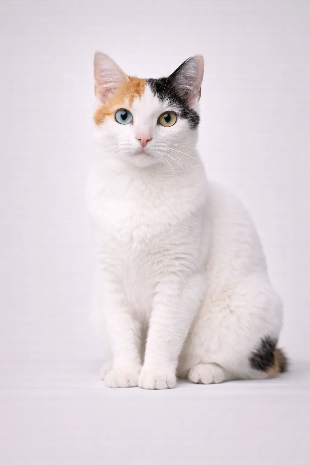Japanese Bobtail