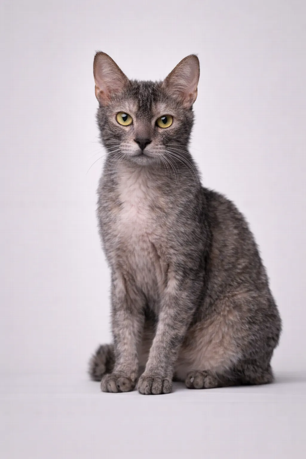 Lykoi