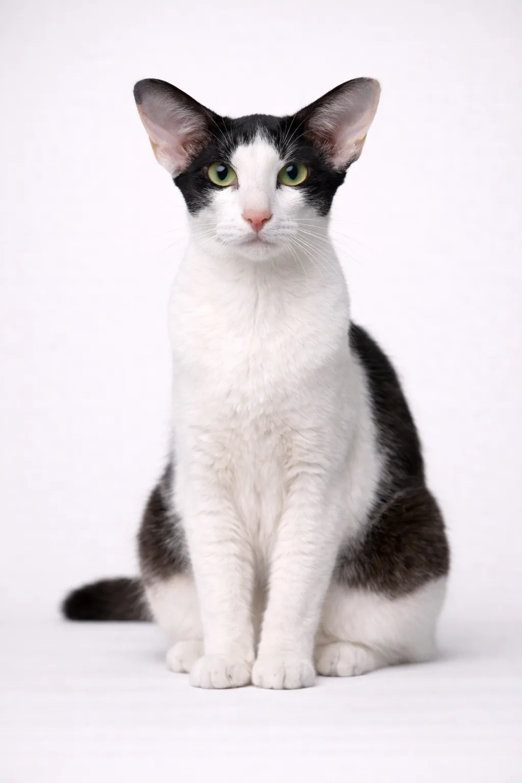 Orientalisch Kurzhaar