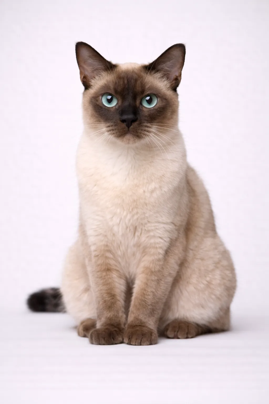 Tonkinese
