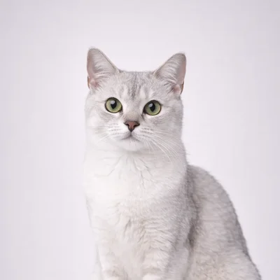 Burmilla