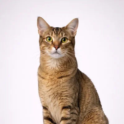 Chausie