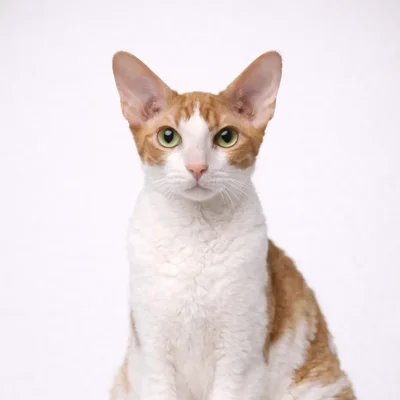 Cornish Rex