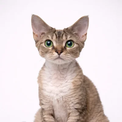 Devon Rex