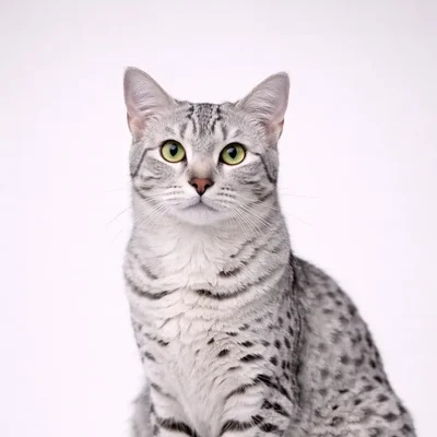Mau Egipcio