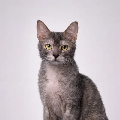 Lykoi