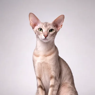 Peterbald