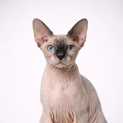 Sphynx