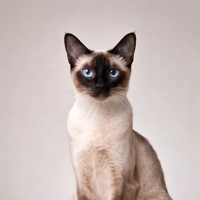 Thai